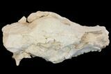 Fossil Oreodont (Merycoidodon) Skull - Wyoming #144156-2